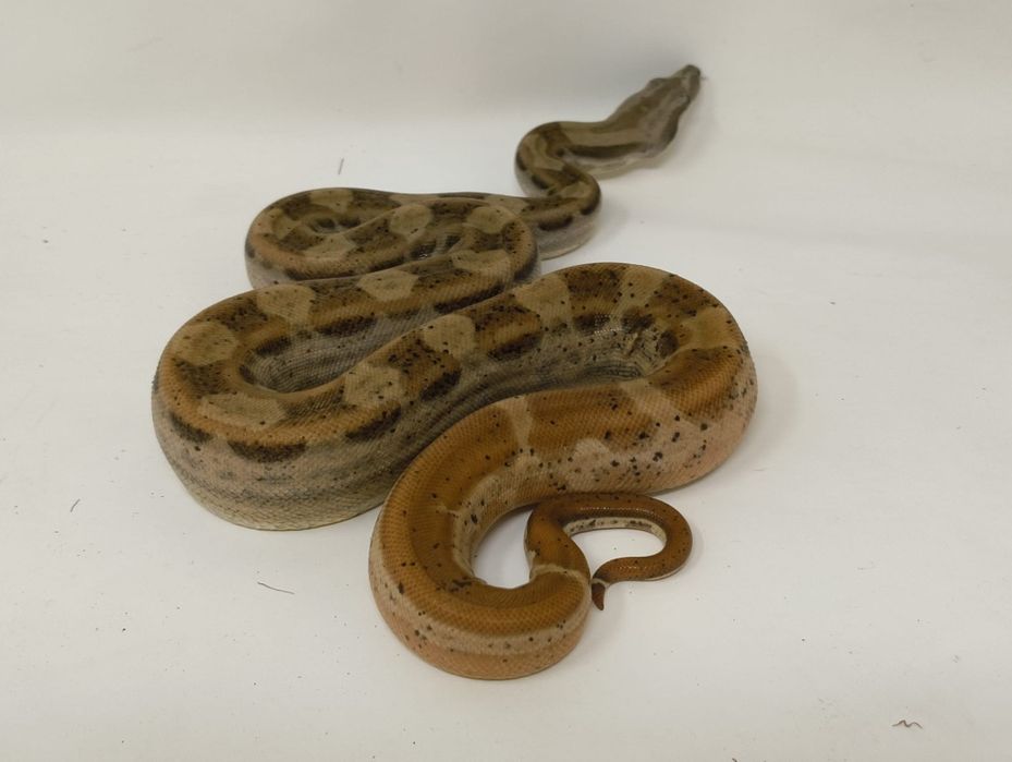 Боа Удушвач       .