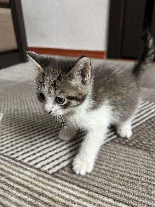 Котята в добрые руки!