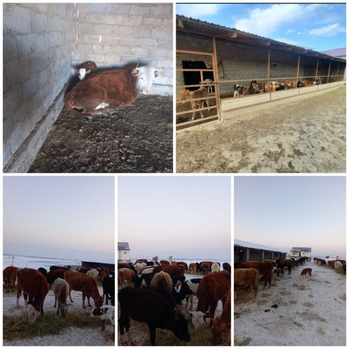 Срочно продам готовый фазенда