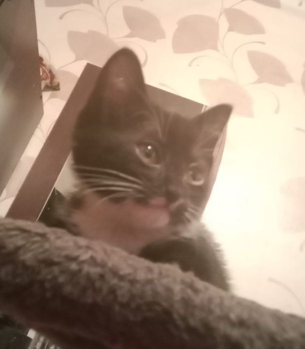 Отдам котят в добрые руки.