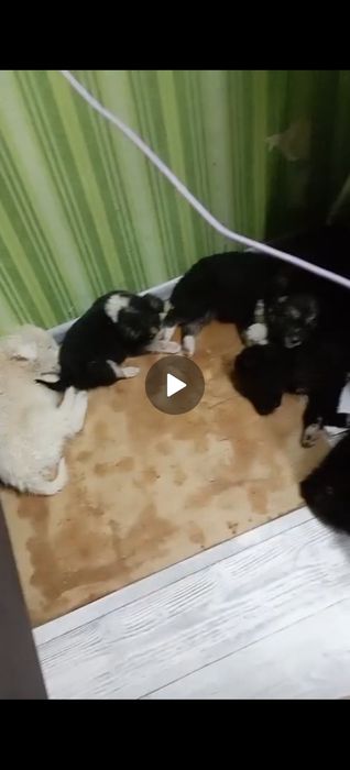 Щенки ищут семью