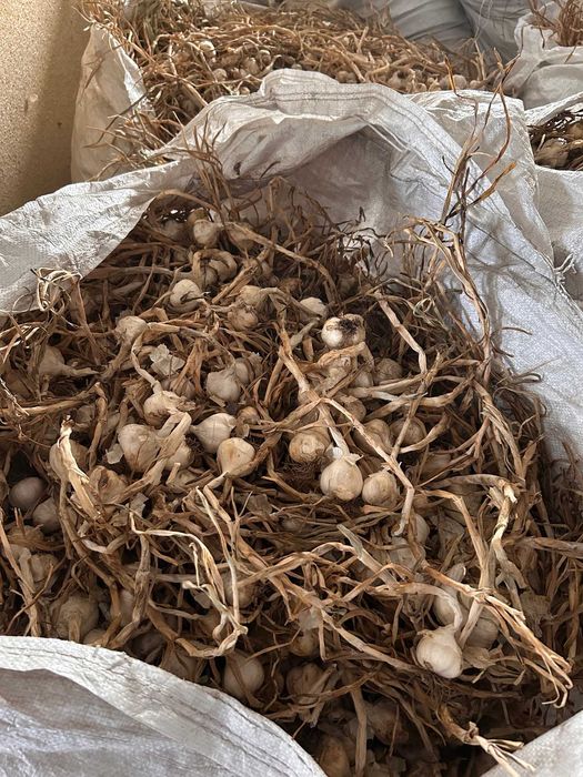 Usturoi Românesc, Recolta 2025, Natural