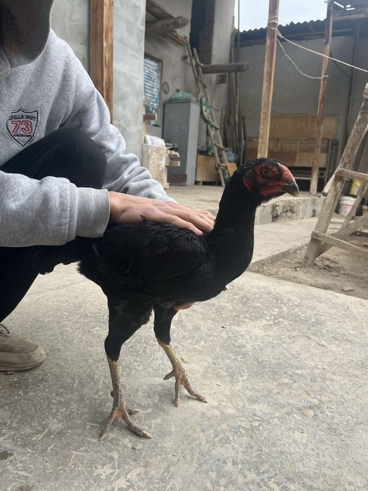 Dakan xo’roz tovuqi bilan birga turk toza