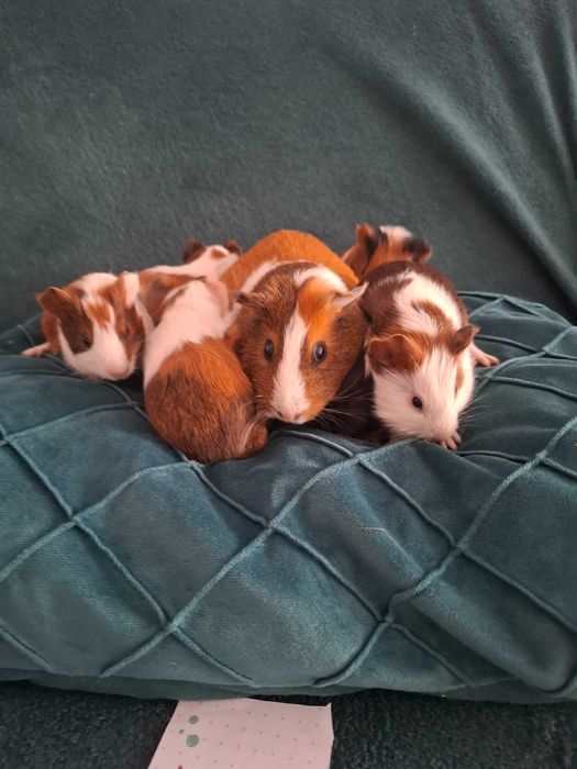 Porcusori de guineea