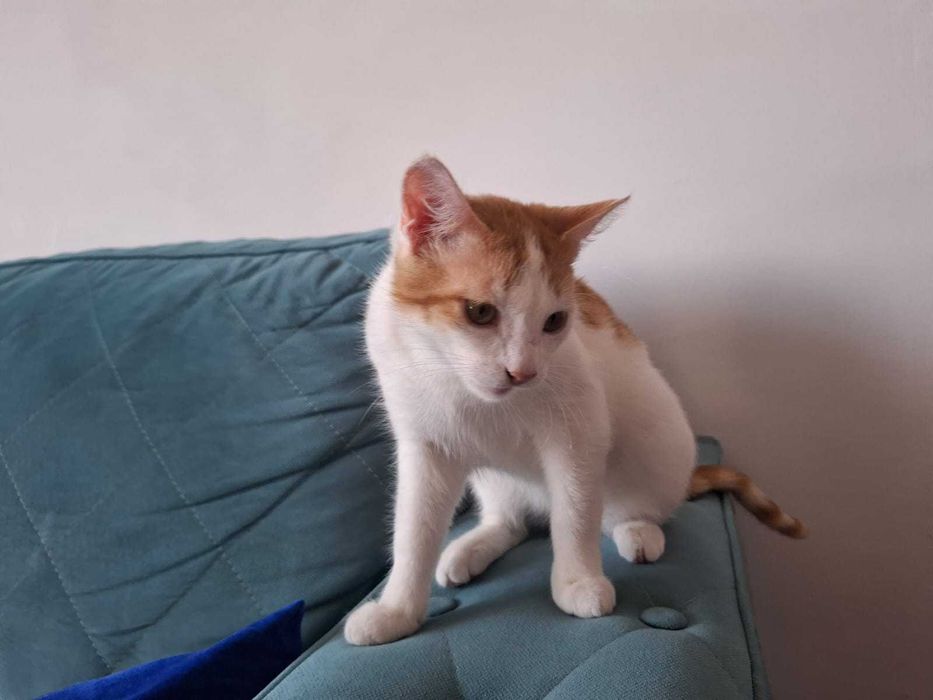 Котик ищет семью
