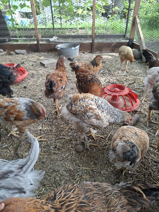 Продам кур ,цыплят