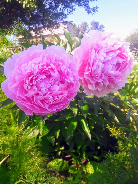 Сирень, плодовые деревья, рассада, букеты.