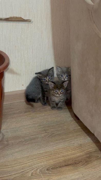 Отдаю милых котят