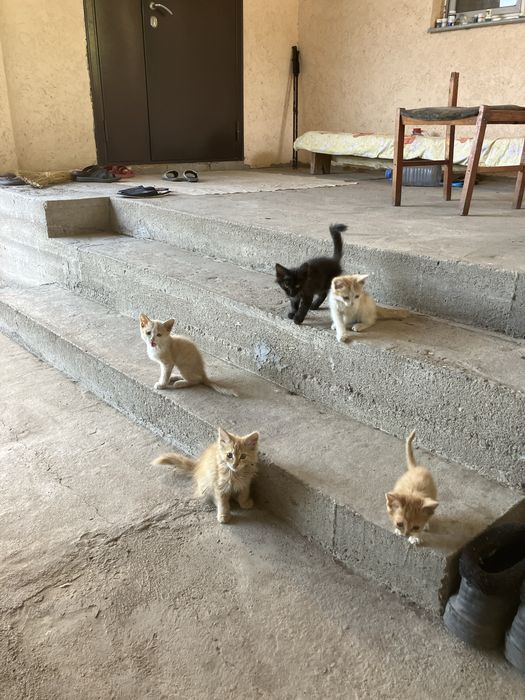 Отдам котят в хорошие руки