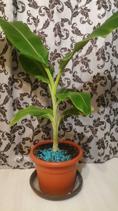 Bananier fructifer musa acuminata - Dwarf cavendish