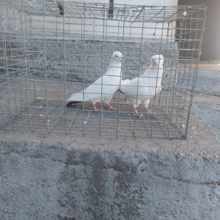 Чернахвость бровястые обрезные