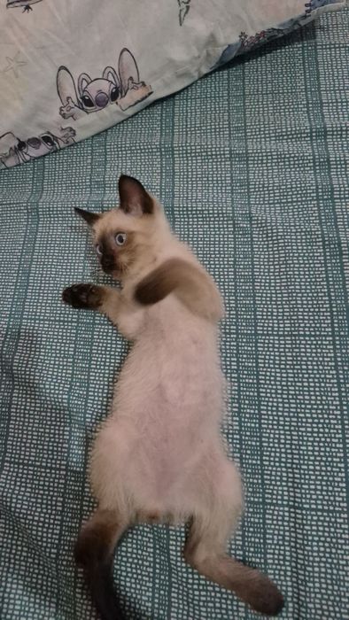 Котенок ищет семью