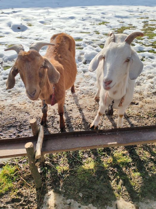 Vand capre anglo-nubian