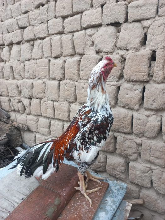 Дакан қораз Шымкент