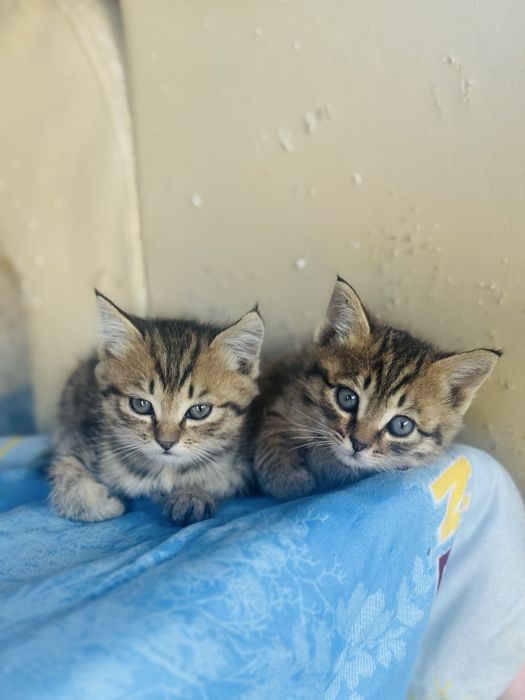 Отдам котят в добрые руки