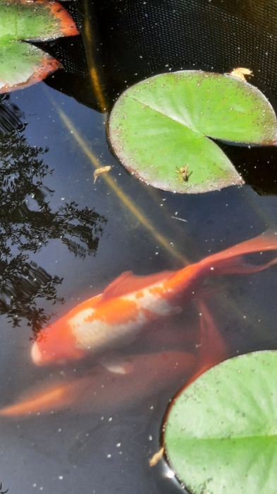 Езерни риби каракуда