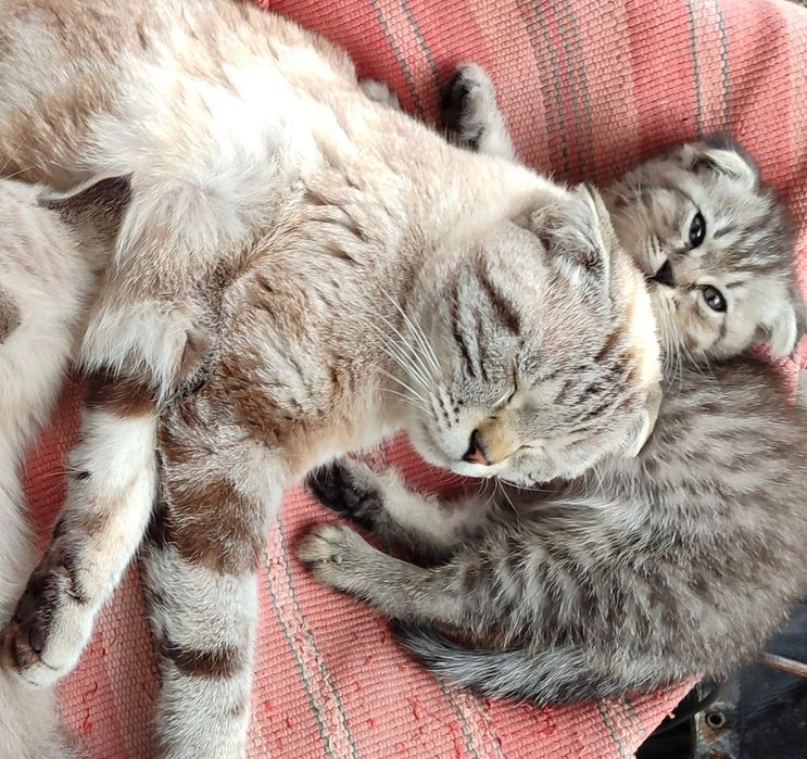 Срочно продается котёнок!