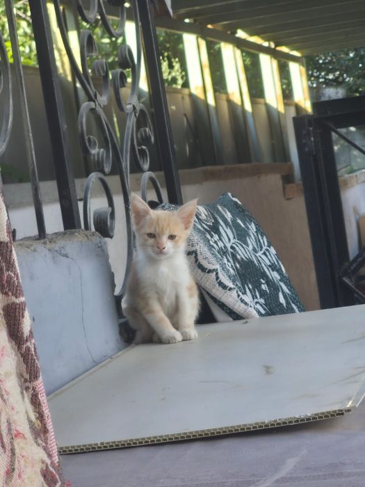 Отдам котят в хорошие руки
