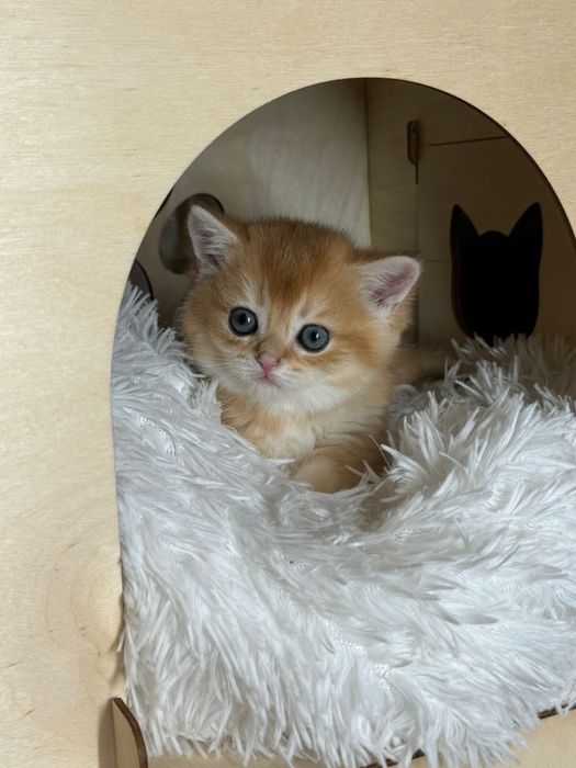 Шиншилла британская малышка