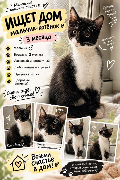 Отдам котёнка мальчика