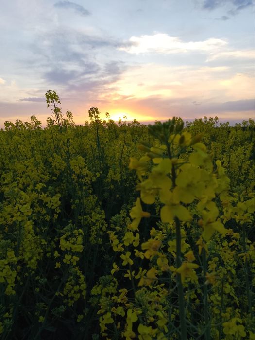 Miere de rapiță 100% naturală, livrare oriunde in tara