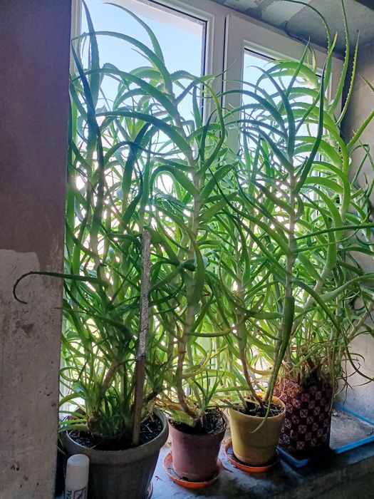 Алоэ на лекарства