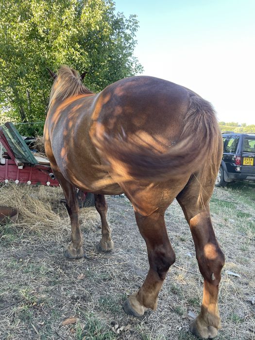 Iapa 4ani talie mare aproximativ 900-1000kg