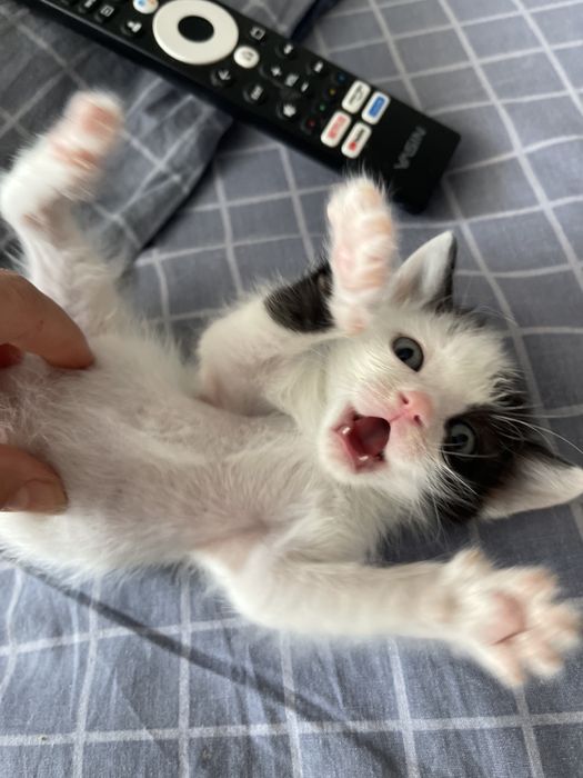 Котенок мальчик.Чистый ,ласковый