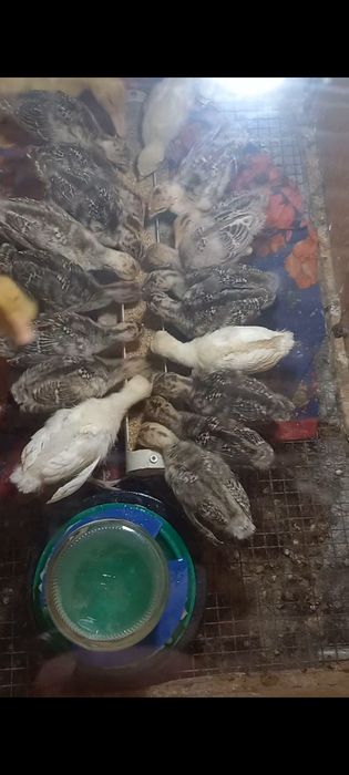Индюшата продаются 11 суток