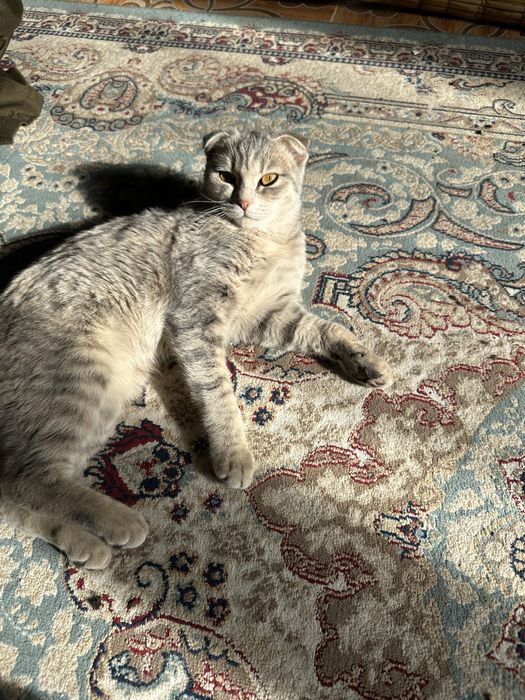 Кошку продам