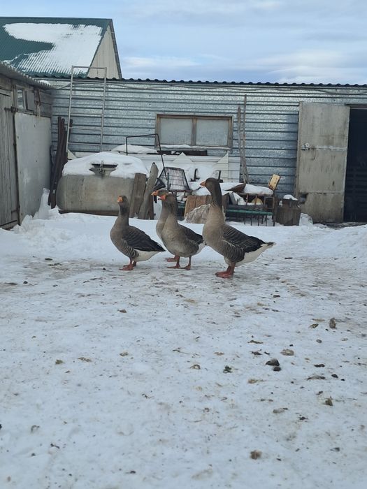 Гуси на развод . Қаздар тұқымға.