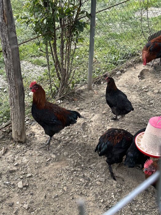 Cocosi marans negru aramiu