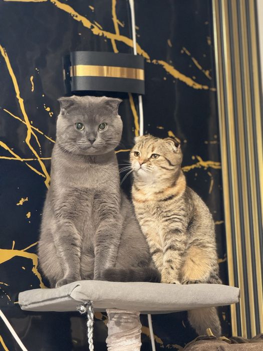 Продам катенка 6 мес