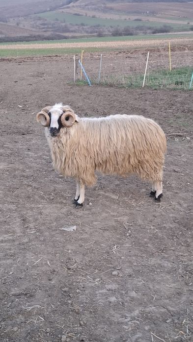 Vând 3 berbeci turcani miori.