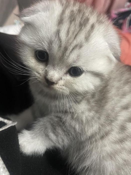 Британска късокосместа