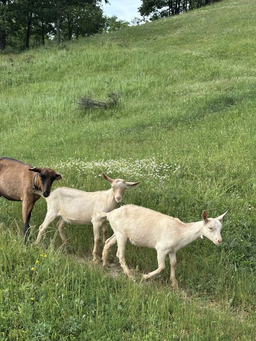 Disponibili tapi saanen si metis alpin