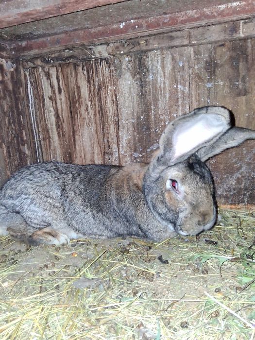 Vind 2 Mascul Urias German