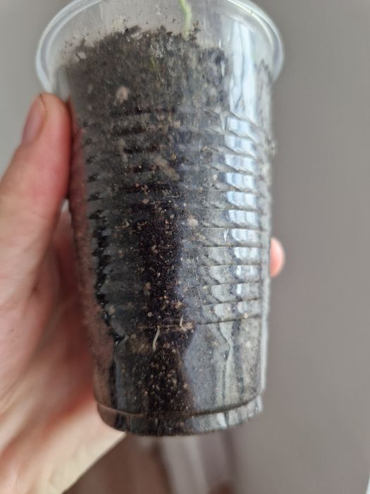 Фикус бенджамина черенки