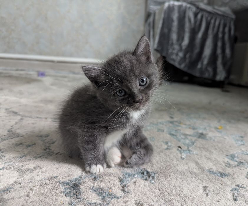 Отдам котят в добрые руки