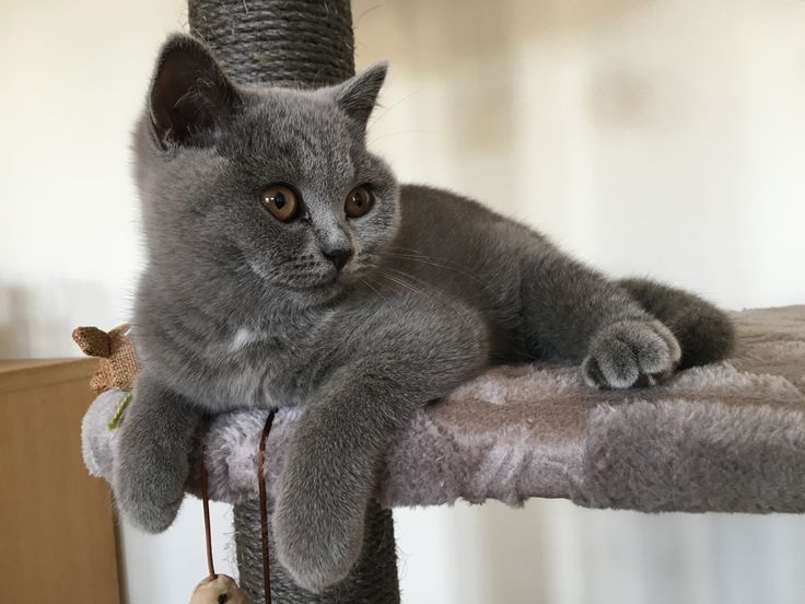 Продам британские котят