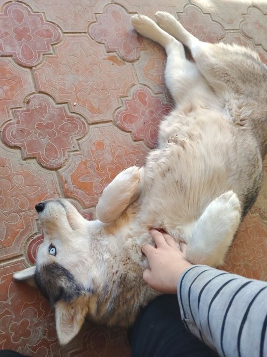 Haski sotiladi zotdor