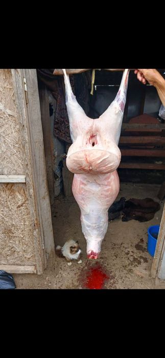 Продажа Баран!!!