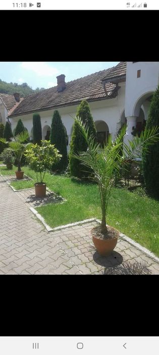 Vând și transport la domiciliu plante ornamentale