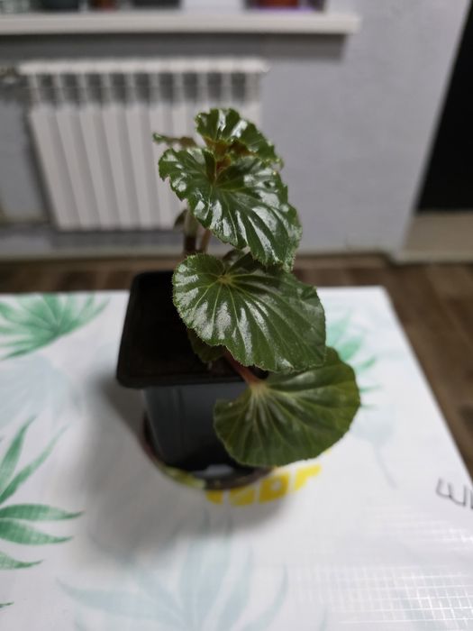 Продам/Обмен бегония