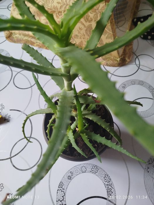 Продам алоэ недорого