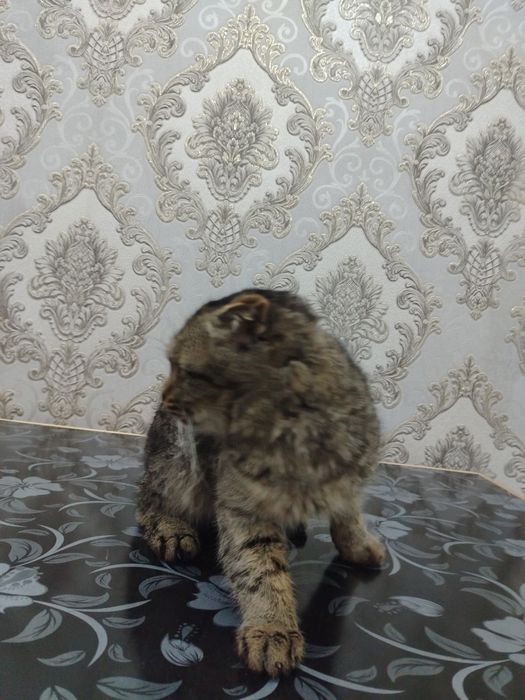 Muwuk sotilad ismi TOMY