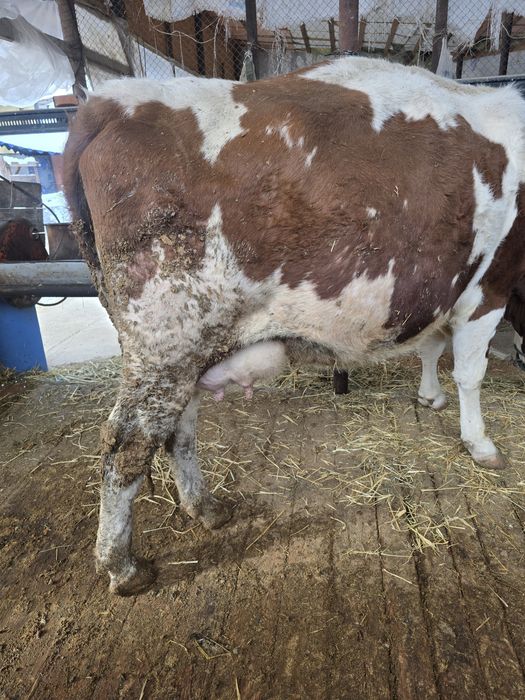 Буаз сиыр сатылады