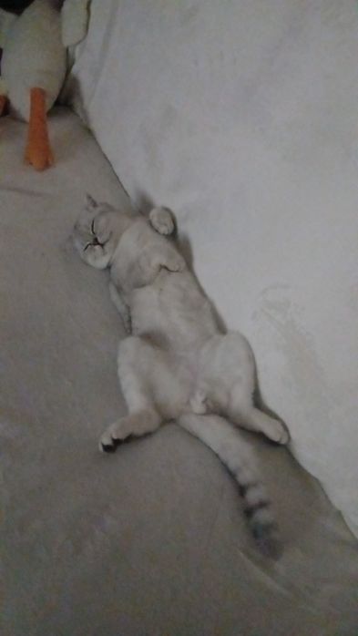 Продам вислоухого котенка 6 мес
