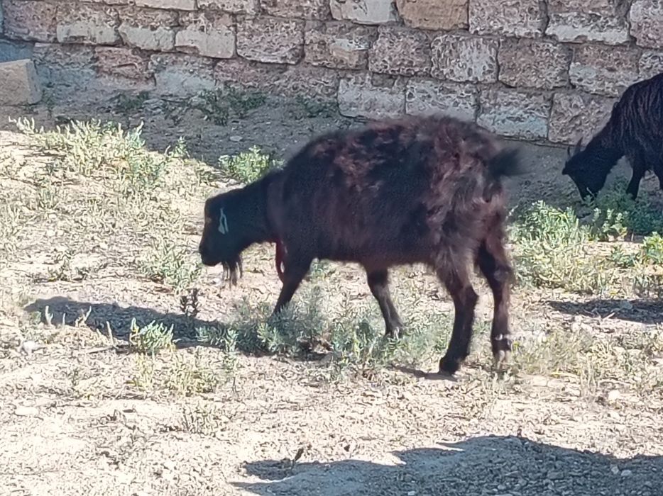 ешки шыбыш серке