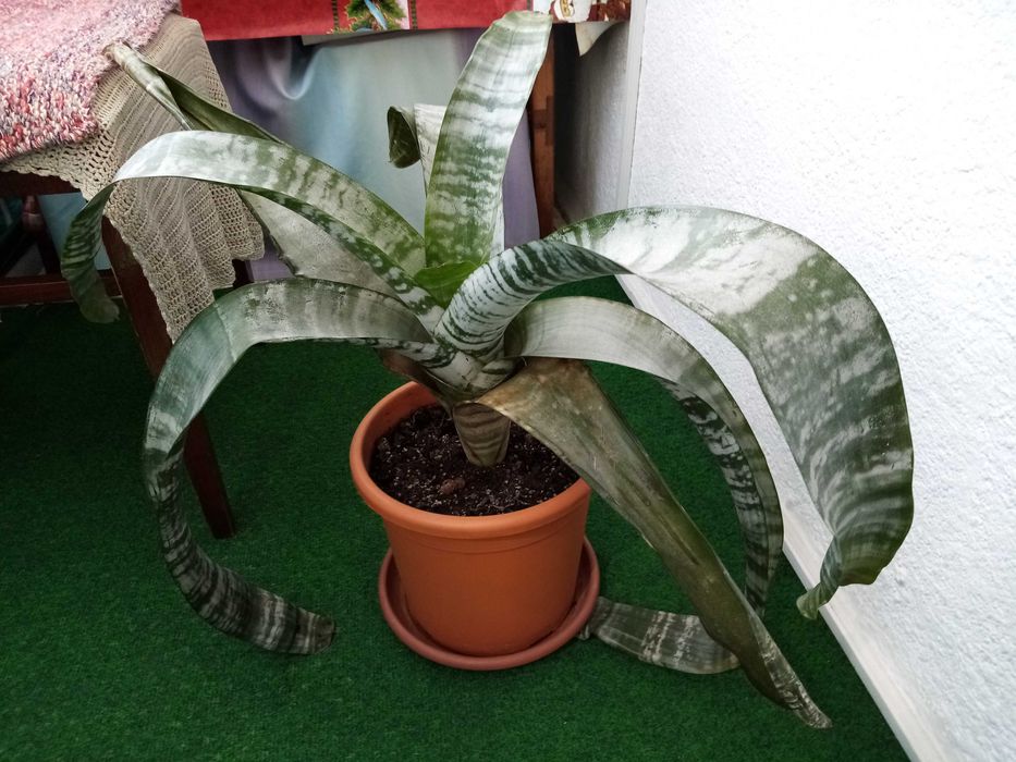 Vand o planta matura de interior Aechmea Primera